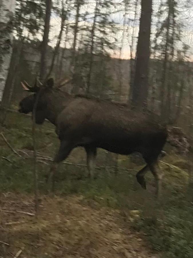 Ängsliden Villa Charlottenberg Eksteriør billede